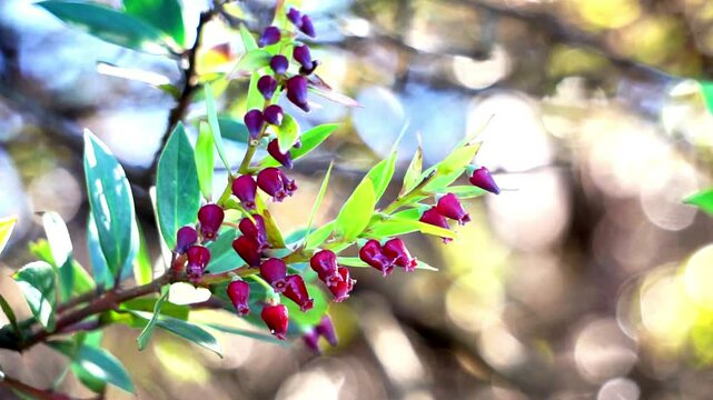 Vaccinium varingifolium (Cantigi ungu, cantigi gunung, manisreja, delima montak). This plant is still related to bilberry, huckelberry, blueberry, cranberry