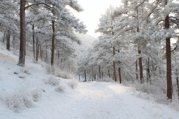 Obraz premium serene winter walk through snowcovered forest with tall pine trees draped in white snow