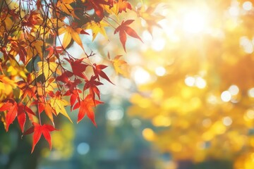 Fototapeta premium Autumn leaves, sunlit branches