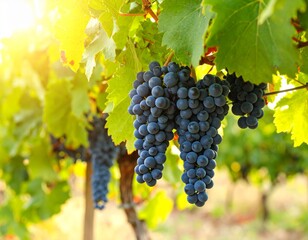 Naklejka premium Lush Red Grape Bunches in Sunlight