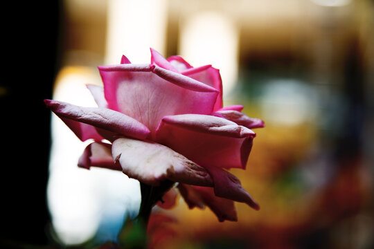 Rosa com p&eacute;tala cor de rosa. 