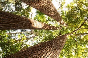 Plantas e árvores no interior da Mata Atlântica brasileira. 