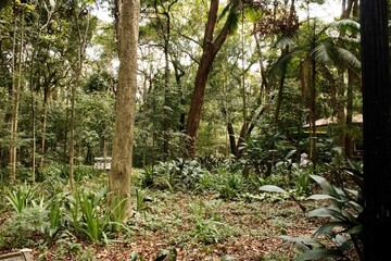 Floresta tropical com muitas espécies de plantas. 