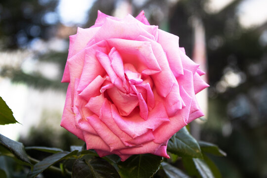 Rosa com p&eacute;tala cor de rosa. 