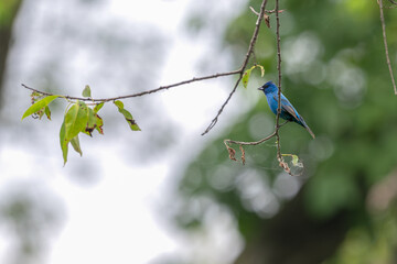 Male indigo bunting perched on a branch.