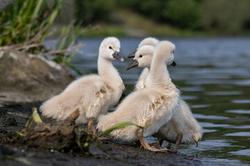 swans on the lake