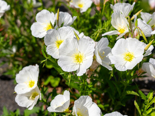 遊歩道に生えた白いヒルザキツキミソウ
