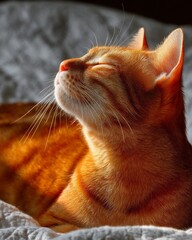 Closeup of a Relaxed Orange Cat Basking in Sunlight