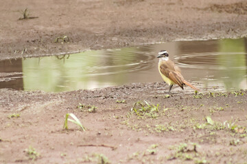Benteveo, Pitangus sulphuratus
de San Miguel de Tucum&aacute;n, Argentina