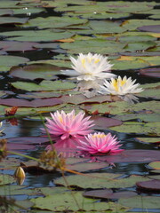 Pink Waterlilies