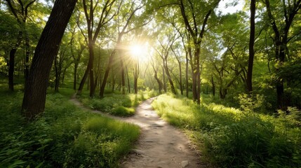Sunlit forest path with golden rays through trees, a serene nature escape
