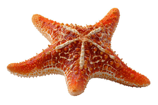 Detailed close-up of an orange starfish against a stark black background evoking sea life