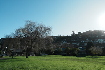 Obraz premium a sunny, peaceful green park