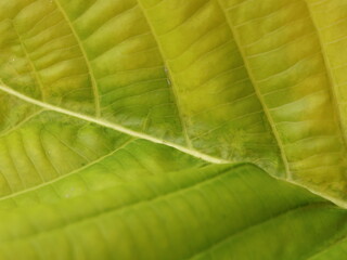 green leaf texture