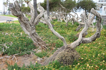 Eucalyptus tree skeleton with twisted trunks and gnarled branches surrounded by blooming ice plants in riparian area, San Diego, California