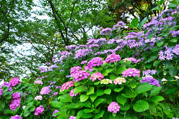 朝日に照らされる紫陽花