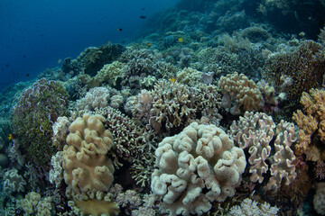 Healthy corals thrive on a shallow reef in Wakatobi National Park, Indonesia. This remote area is a popular destination for scuba diving and snorkeling due to its incredible marine biodiversity.
