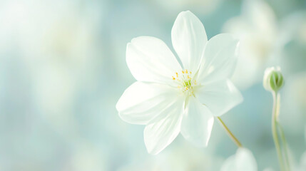 White flower in soft color and blur style for background.