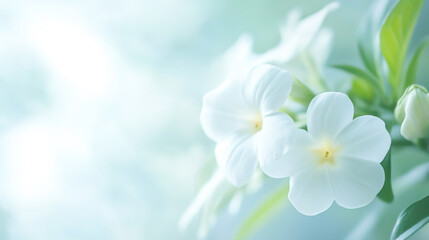White flower in soft color and blur style for background.