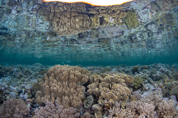 Healthy corals thrive on a shallow reef in Wakatobi National Park, Indonesia. This remote area is a popular destination for scuba diving and snorkeling due to its incredible marine biodiversity.