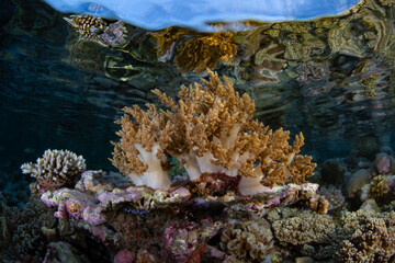 Healthy corals thrive on a shallow reef in Wakatobi National Park, Indonesia. This remote area is a popular destination for scuba diving and snorkeling due to its incredible marine biodiversity.