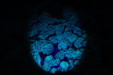 Soft leather corals growing on a shallow reef fluoresce as night falls. Fluorescence occurs in many coral reef invertebrates and even fishes.