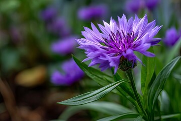 Selective focus of purple Centaurea cyanus flower