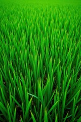 Fototapeta premium Repeating grassy background texture, lush green field , bright green, rural, wallpaper