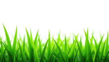Obraz premium Vibrant green grass blades isolated on pure white , ecology, close-up, field