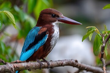 Close-up of a white-necked kingfisher with bright blue wings perched on a branch in its natural habitat