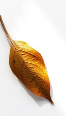 Single dried bay leaf, crisp texture, light shadow on white, herb, laurel leaf