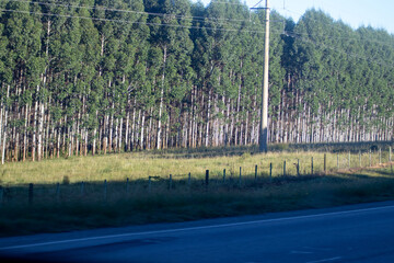 Plantación de Eucaliptos