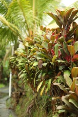 Obraz premium Vibrant Cordyline fruticosa plant growing outdoors, closeup