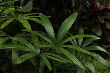 Broadleaf lady palm with beautiful leaves growing outdoors, closeup