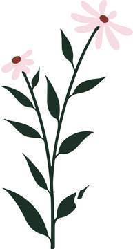 Fototapeta Showing flat vector wildflower with slender stem and pink daisy blooms on transparent backdrop