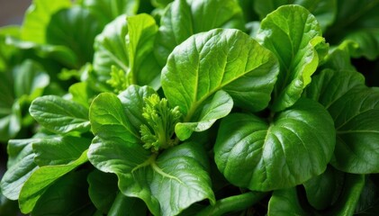 Fresh garden greens, vibrant and ready for salad , lettuce, background