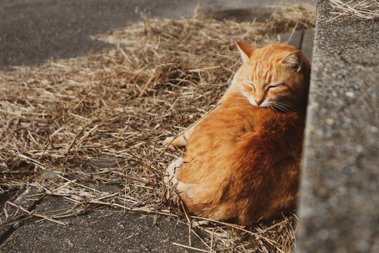 Cat on the Cat Island or Aoshima Island, Ehime