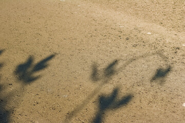 Leaf shadows cast on textured asphalt surface under bright sunlight
