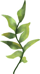 Stylized leafy branch is showing watercolor texture on transparent background, featuring green hues