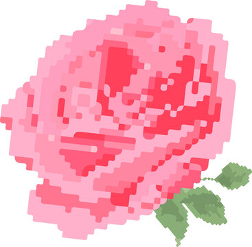Fototapeta Pixel art rose is floating on transparent background with pink pixel petals and green leaves