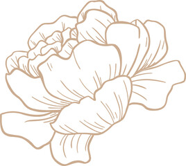Flat line art peony bloom is showcasing layered petals and soft shading on transparent background
