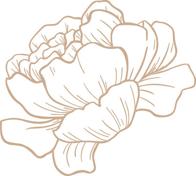 Fototapeta Flat line art peony bloom is showcasing layered petals and soft shading on transparent background