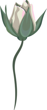 Fototapeta Closed rose bud is being displayed on transparent canvas with cream-white petals and green sepals