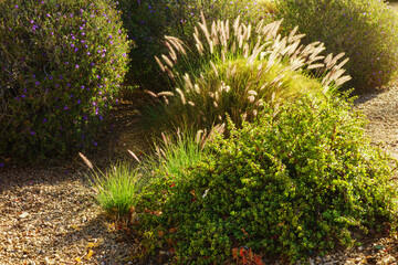 Backlit shot of Elephant Bush (Portulacaria Afra), Texas Sage (Leucophyllum Frutescens) and Fountain Grass  (Pennisetum setaceum) in desert style xeriscaped roadside in Phoenix, Arizona