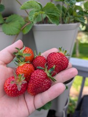 handful of homegrown strawberries