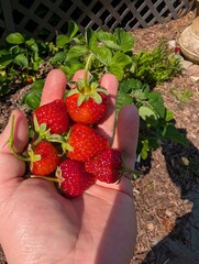 strawberries in a garden