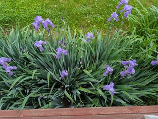 purple flowers in a garden