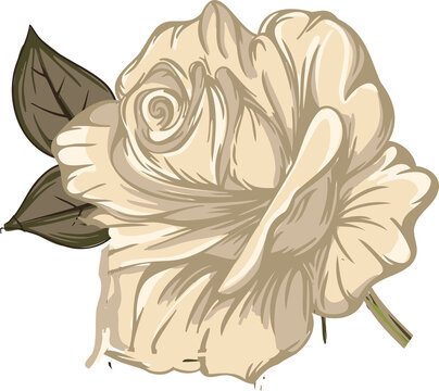 Fototapeta Stylized ivory rose bloom is unfolding in transparent vector art design, showing olive leaves