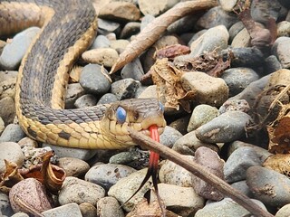 snake on the rocks sticking out tongue