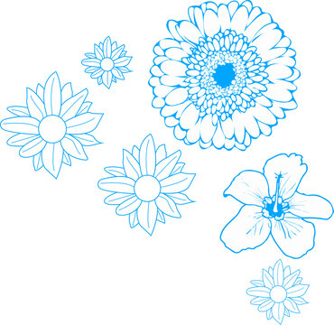 Fototapeta Flat line art flowers floating on transparent background, showing daisy gerbera hibiscus outlines